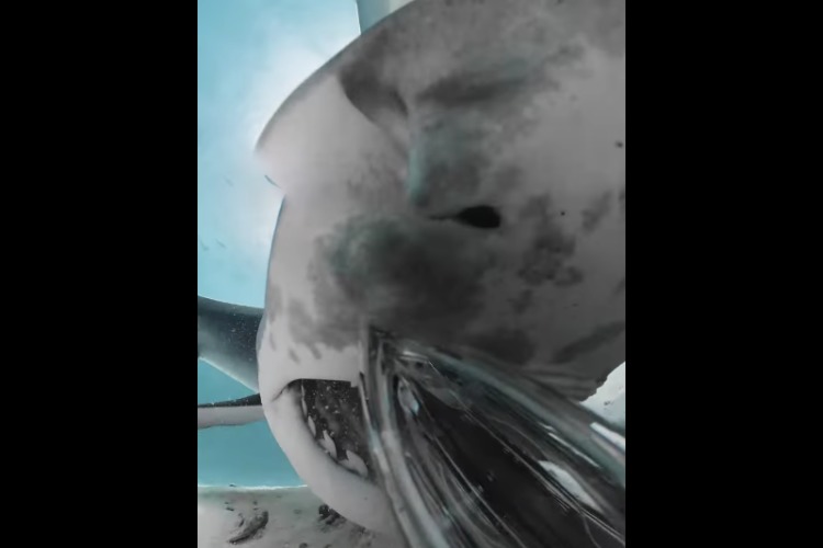 Viel näher kann man einem Hai (gefahrlos) nicht kommen: Eine Kamera lieferte Aufnahmen vom Gebiss eines Tigerhais. Foto: Zimy Da Kid (via Instagram)