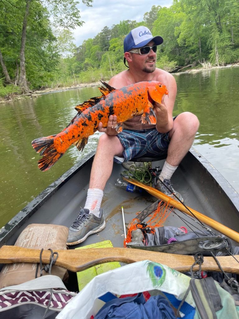Obwohl es unwahrscheinlich ist, dass Koi-Karpfen eine signifikante ökologische Bedrohung für die Gewässer von Alabama darstellen, gelten sie dort als invasive Art.