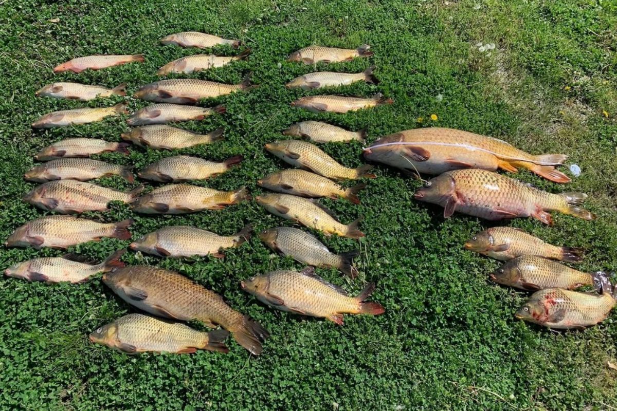 Drei Angler in den USA entnahmen deutlich mehr Karpfen, als sie durften – dafür wird eine Strafe fällig. Als Karpfenangler möchte man bei diesem Anblick am liebsten schreien. Foto: Connecticut Environmental Conservation Police