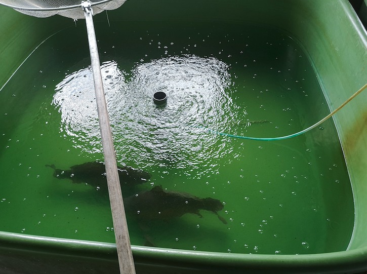 Künstliche Vermehrung unter kontrollierten Bedingungen bei Beauty-Carps. Mittlerweile kann fast alles gezüchtet werden – nicht nur wunderschöne Fische, sondern auch echte Riesenbabys. Foto: C. Steinbuch