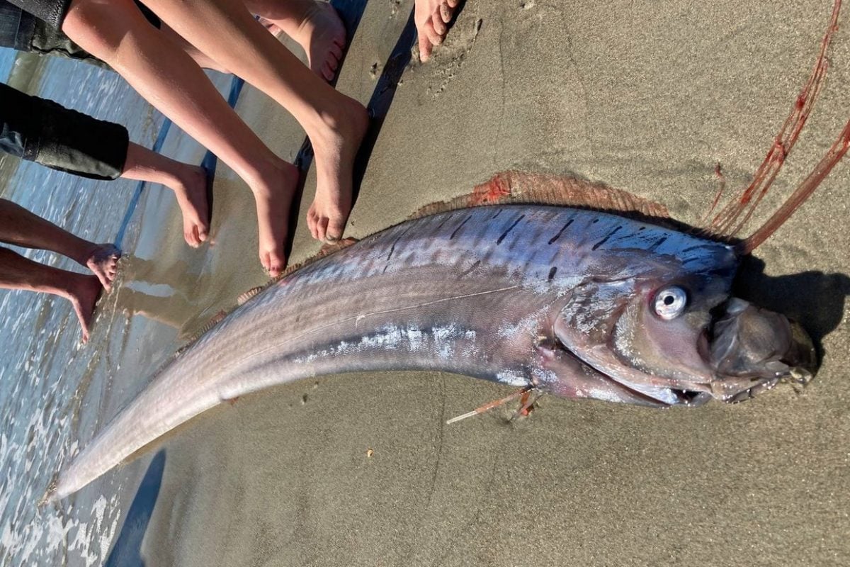 Ein über 3 Meter langer Riemenfisch wurde vor Neuseeland angeschwemmt. Sie bewohnen sonst Tiefen von mehr als 200 Metern. Foto: Bridie Allan (via Twitter)
