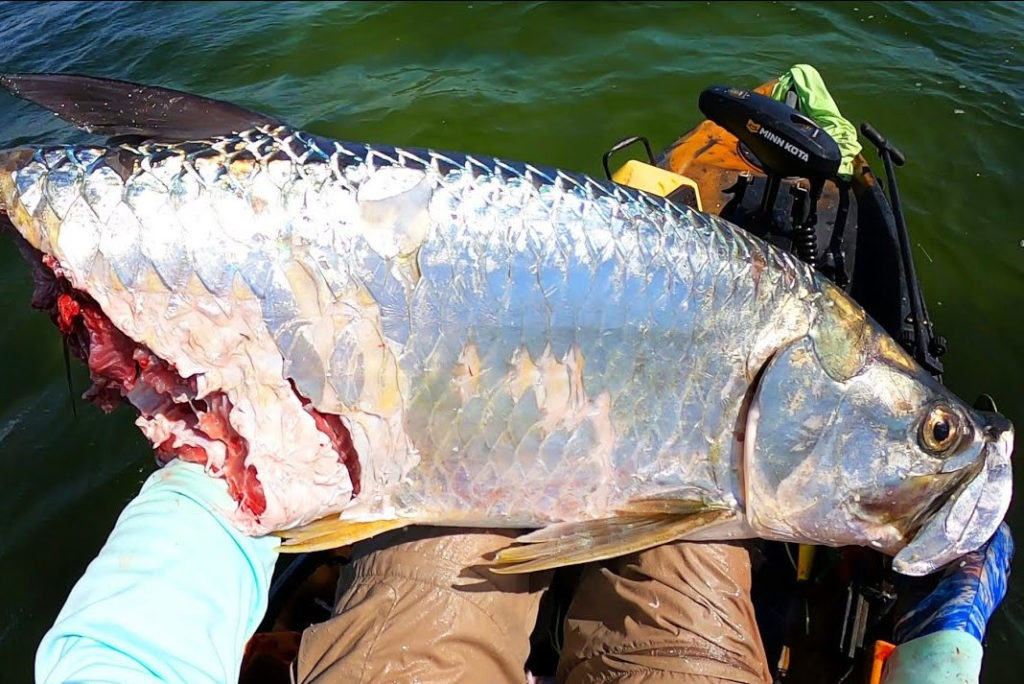Der Hai zerbiss den Tarpon mit einem Streich in zwei Hälften. Für den Angler war der Drill damit vorbei … Foto: John Skinner (via YouTube)