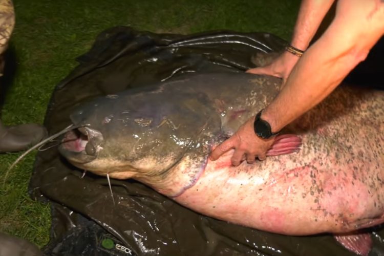 108 Kilo wog der Rekordwels, der in der ungarischen Theiß gefangen wurde. Foto: Haldorado Fishing TV (YouTube)