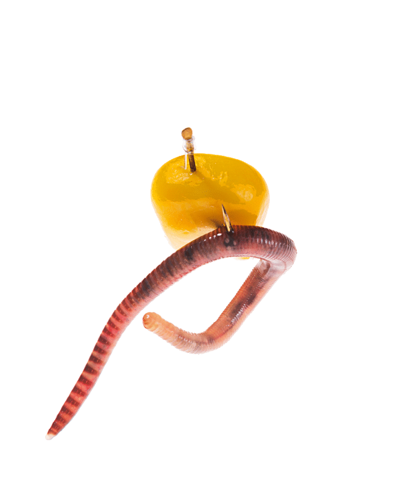 Gute Kombination: Der Mais zieht die Aufmerksamkeit der Brassen auf sich, der Wurm spricht ihren Geruchssinn an. Foto: W. Krause