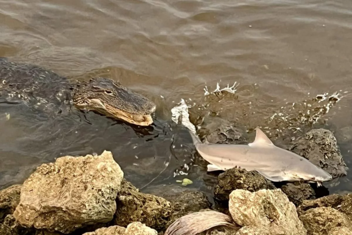 Kaum hatte David Zinn den Hai ans Ufer gedrillt, wollte ihm ein Alligator den Fang streitig machen. Im letzten Moment ließ das Reptil jedoch ab. Foto: David Zinn (via Facebook)