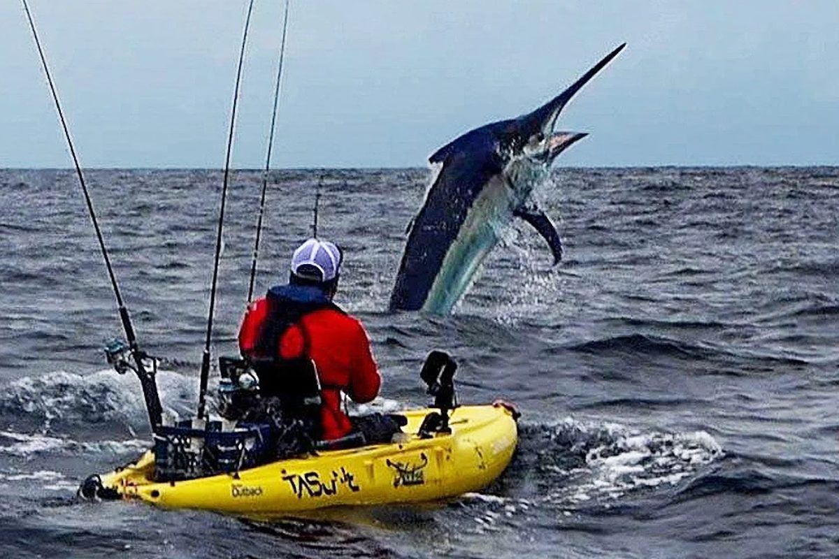 Eine wahrhaft biblische Szene: Scott Mutchler drillte einen Marlin vor Panama, der länger war als sein eigenes Boot. Foto: S. Mutchler (via YouTube)
