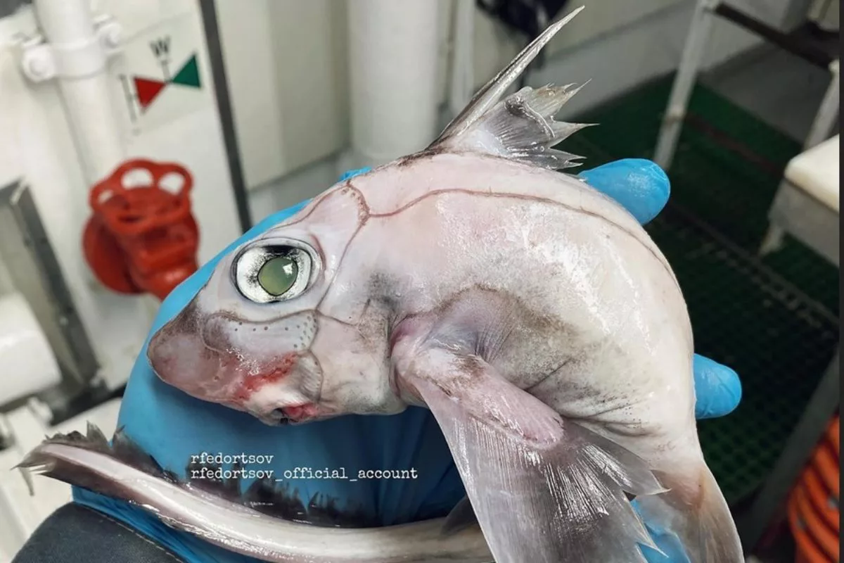 Als Frankenstein-Fisch beschrieb Roman Fedorstov einen seiner neuesten Beifänge. Die Haut des Tiers scheint wie zusammengenäht. Foto: R. Fedortsov (via Instagram)