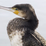 Der Kormoran ist eine große Bedrohung für Fischbestände. Auf der dänischen Insel Fünen (Fyn) macht man sich vor allem Sorgen um junge Meerforellen. Foto: Lars Østergaard Jensen