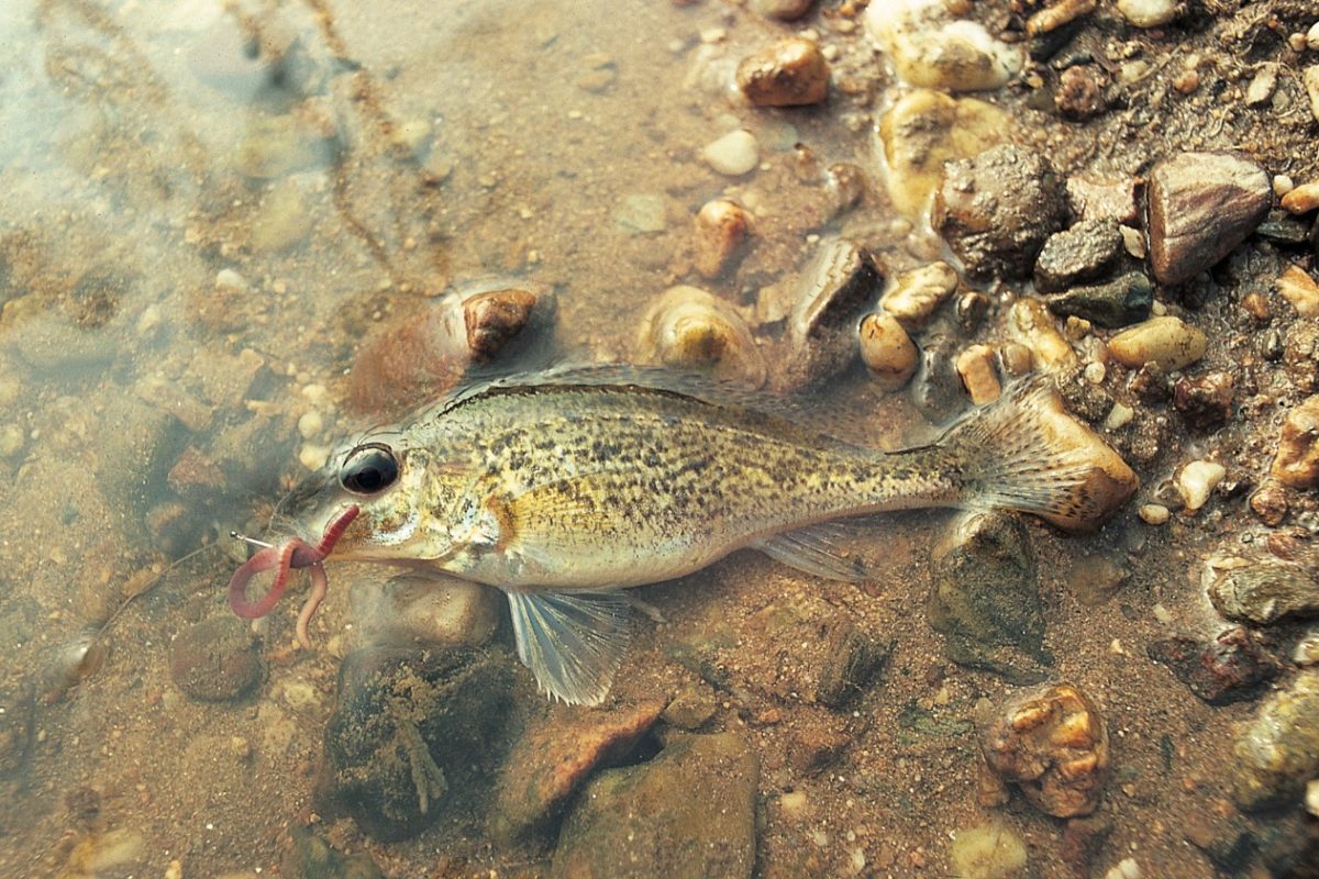 Als Angelfisch weniger geschätzt, gehört der Kaulbarsch mit zu den Fischarten, die fast überall vorkommen. Foto: E. Hartwich