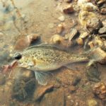 Als Angelfisch weniger geschätzt, gehört der Kaulbarsch mit zu den Fischarten, die fast überall vorkommen. Foto: E. Hartwich