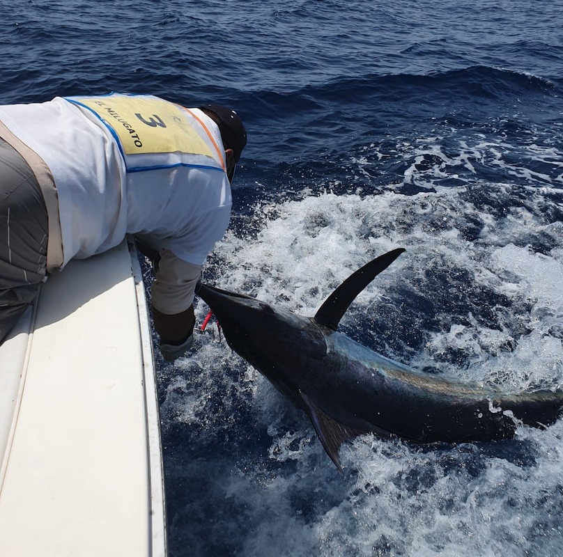 Beim Anlanden eines Marlins ist Vorsicht geboten! Selbst nach dem Drill haben die Fische noch enorme Kraft. Foto: Gran Canaria Blue