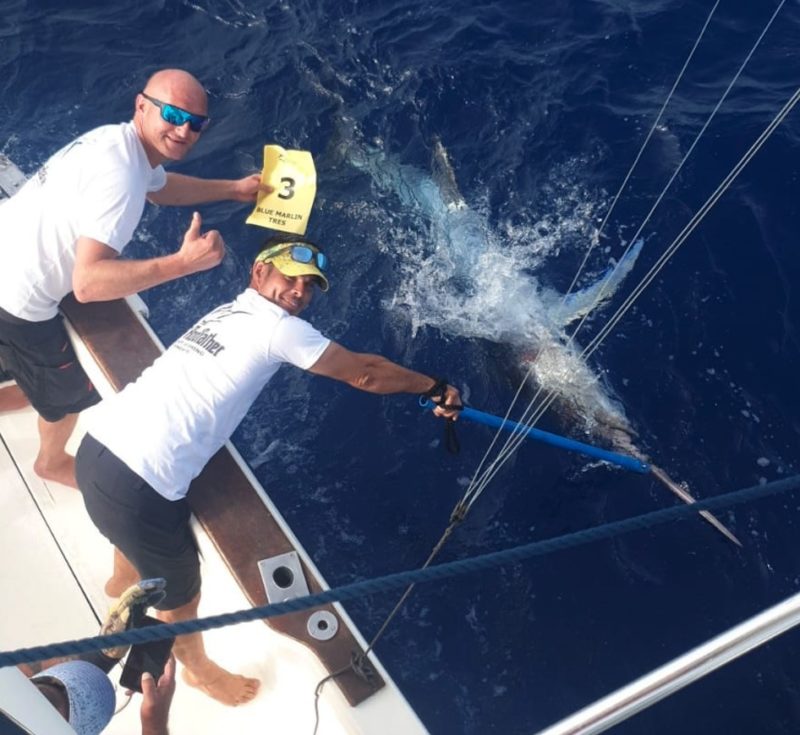 Zielfisch Nummer eins: Wer einen Marlin fängt, ist nicht nur um viele Punkte, sondern auch eine unvergessliche Erfahrung reicher. Foto: Gran Canaria Blue
