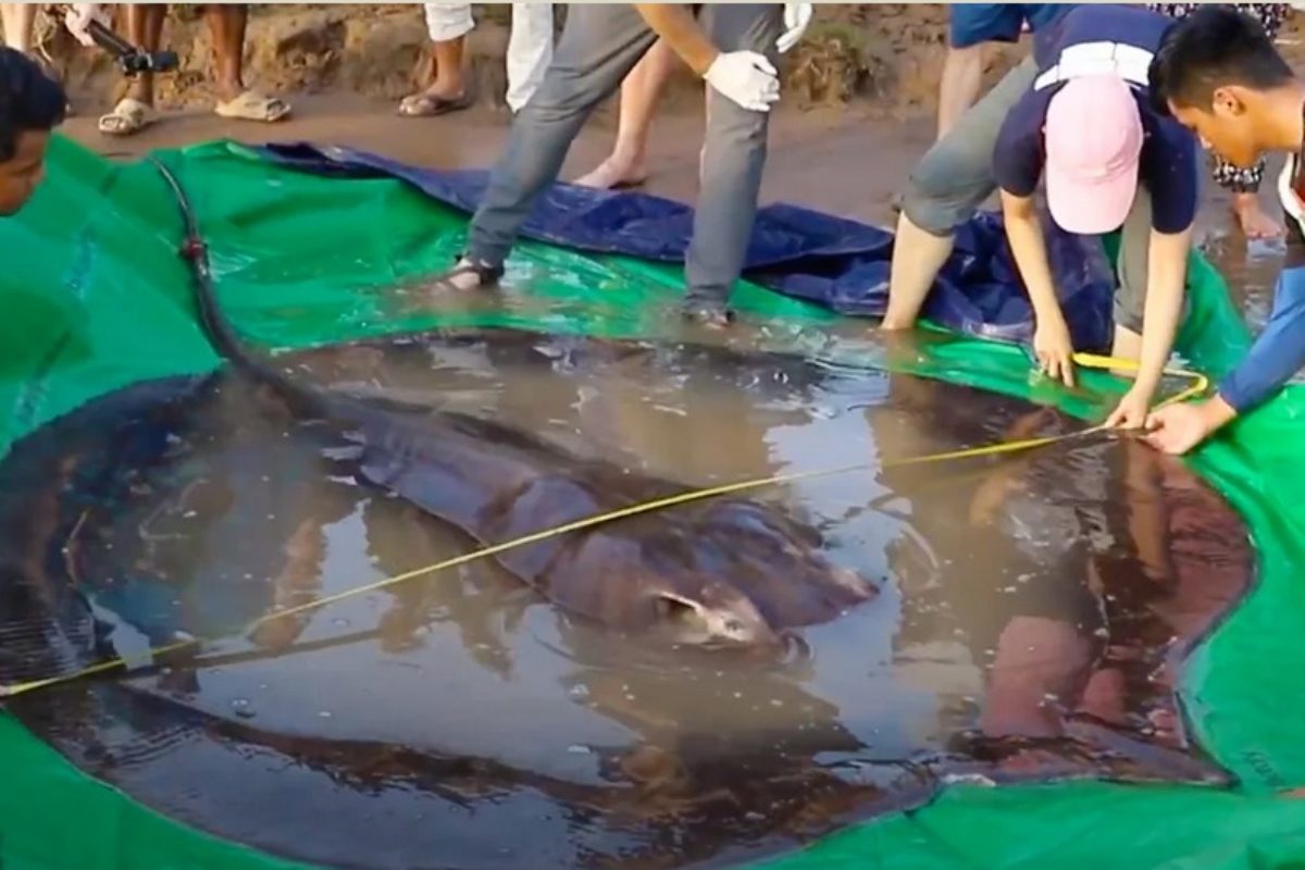 Der riesige Stachelrochen hatte einen Durchmesser von 3,90 Metern und wog 300 Kilogramm. Damit ist er der größte Süßwasser-Fisch, der je gefangen wurde. Foto: Wonders of the Mekong