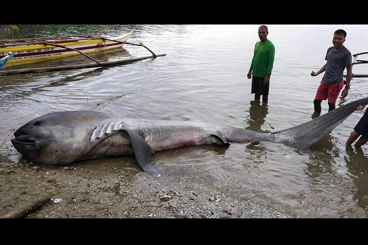 Der Riesenmaulhai wurde 1976 das erste Mal beschrieben. Seitdem hat man kaum 100 der Fische gesehen oder gefangen. Foto: Philippines Bureau of Fisheries and Aquatic Resources