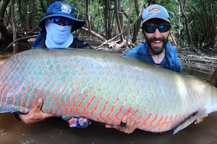 Der Arapaima ist einer der größten Raubfische in den Gewässern Südamerikas. Foto: Ty Kleeb (via YouTube)