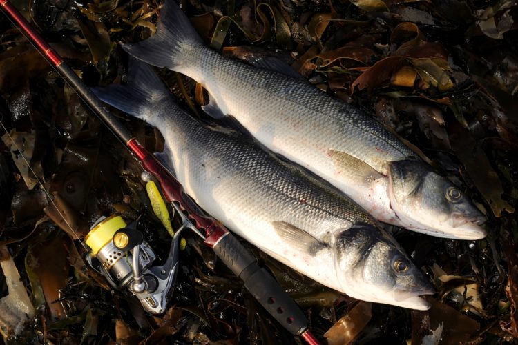 Die Wölfe sind los: auch an der deutschen Nordseeküste. Foto: F. Brodrecht