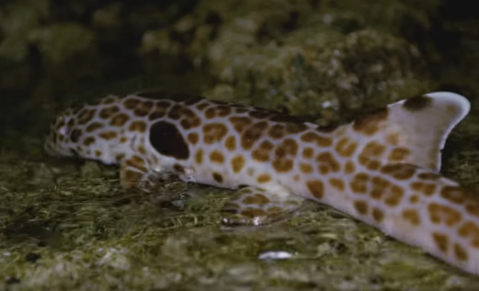 Video: Dieser Hai kann sich an Land bewegen - BLINKER