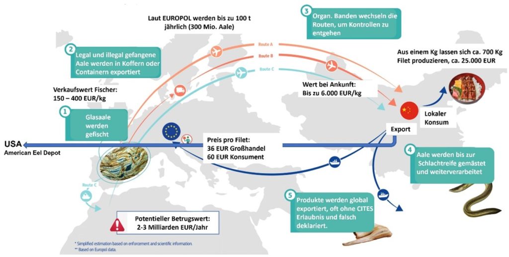 Der illegale Aal-Schmuggel im Kreislauf. (Originalabbildung von der Generaldirektion Gesundheit und Lebensmittelsicherheit (SANTE), Europäische Kommission, abgeändert durch den DAFV) Bild: SANTE / DAFV