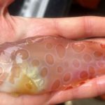 Der Gefleckte Schneckenfisch hat einen gummiartigen, fast durchsichtigen Körper. Damit ist er optimal an das Leben in der Tiefsee angepasst. Foto: Sarah Friedmann / NOAA (via Twitter)