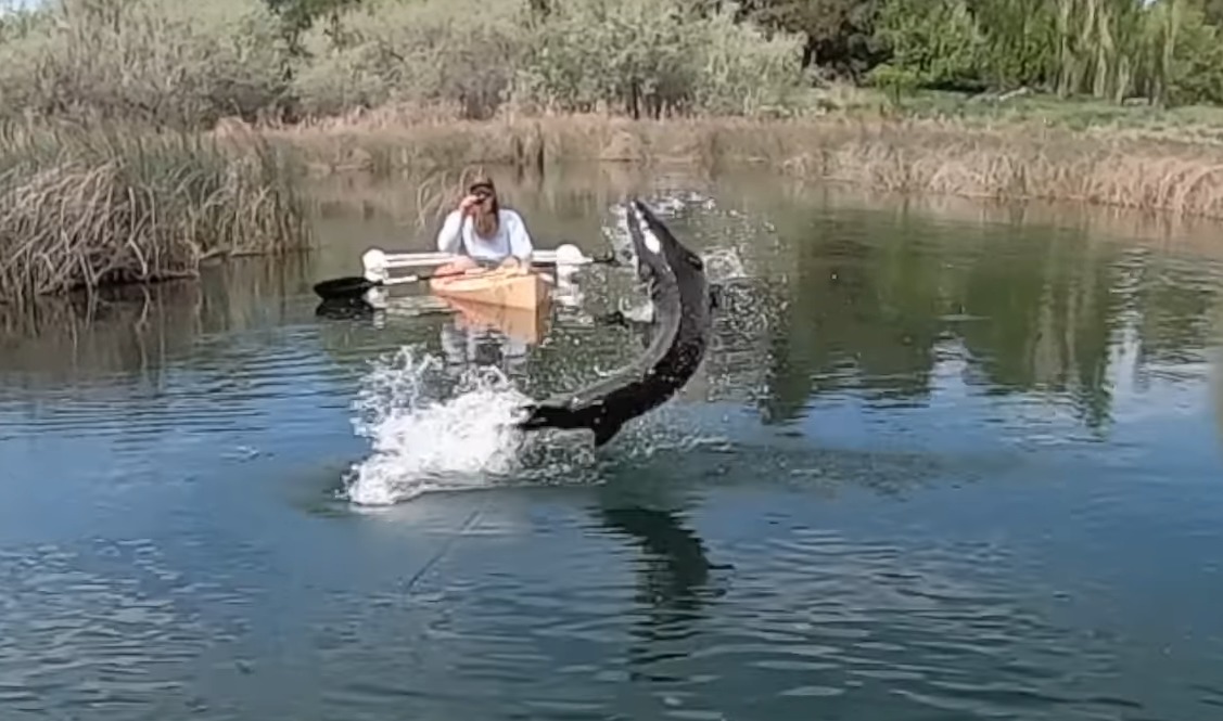 Im Drill sprang der Stör mit aller Kraft aus dem Bach und brachte den Angler an seine Grenzen. Foto: Ty Kleeb (Screenshot via YouTube)