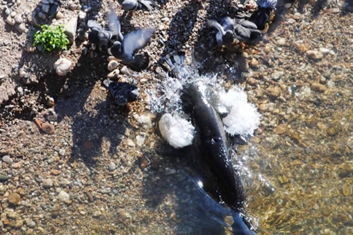 Ein Wels schnellt aus dem Wasser, um eine Taube zu erbeuten. Je mehr Vögel am Ufer, desto höher die Erfolgsquote der Fische. Foto: Cucherousset J, Boulêtreau S, Azémar F, Compin A, Guillaume M, et al.