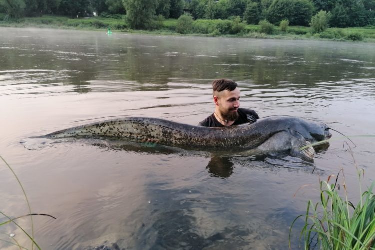 Mit stolzen 2,20 Metern ist der Wels, den Ron Venus in der Elbe fing, der aktuell größte Fisch in der Blinker-Hitparade. Foto: Ron Venus / Blinker-Hitparade