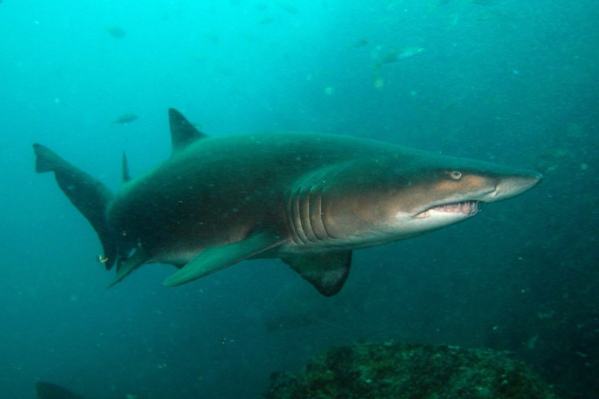 Bei dem Hai, der sich im Gesicht des Jungen verbiss, handelte es sich um einen Atlantischen Ammenhai. Die Art ist nicht als aggressiv bekannt. Foto: Flickr