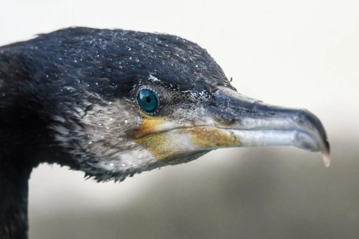 Der Kormoran: Nachdem die Anzahl dieser Vögel nun einen Rekordstand erreicht stellt sich die Frage: Ab wann ist eine Art überschützt?