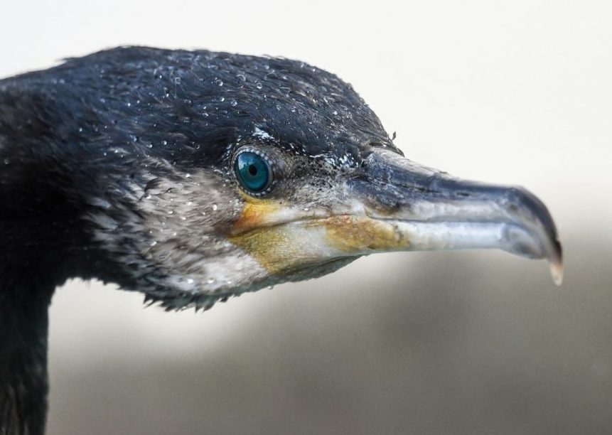 Der Kormoran: Schutz oder Überschutz? - BLINKER