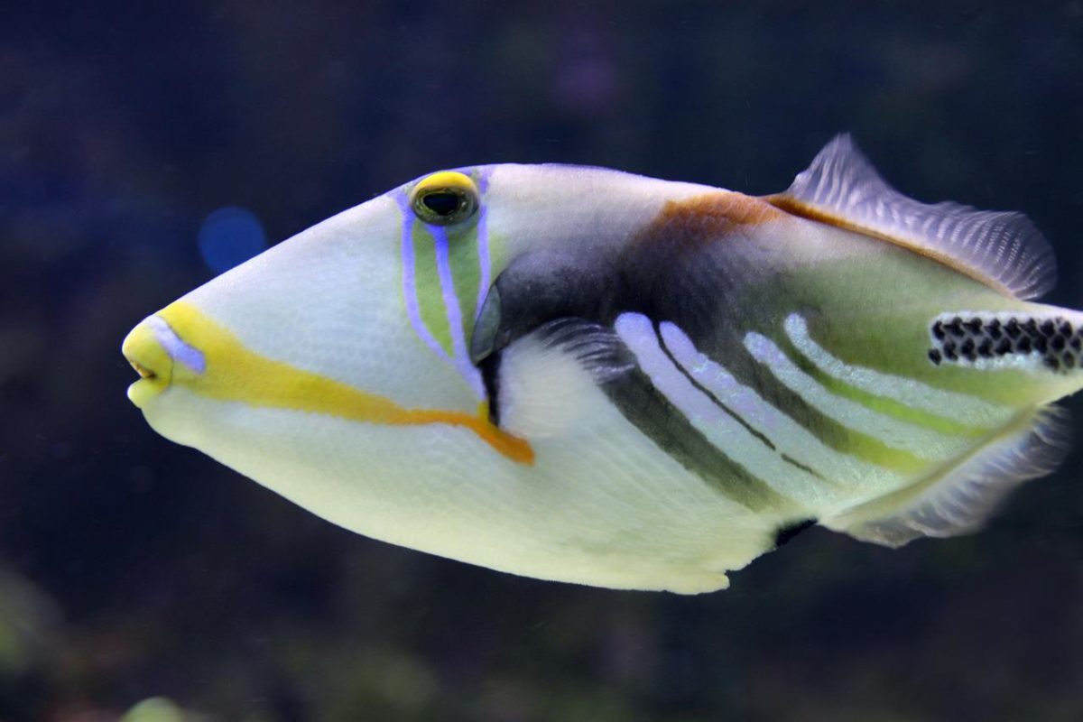Drückerfische wie den Picasso-Drückerfisch findet man eher in den Tropen und Subtropen. Dort sind sie beliebte Zielfische für Fliegenfischer. Foto: Pixabay / Nennieinszweidrei
