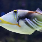 Drückerfische wie den Picasso-Drückerfisch findet man eher in den Tropen und Subtropen. Dort sind sie beliebte Zielfische für Fliegenfischer. Foto: Pixabay / Nennieinszweidrei