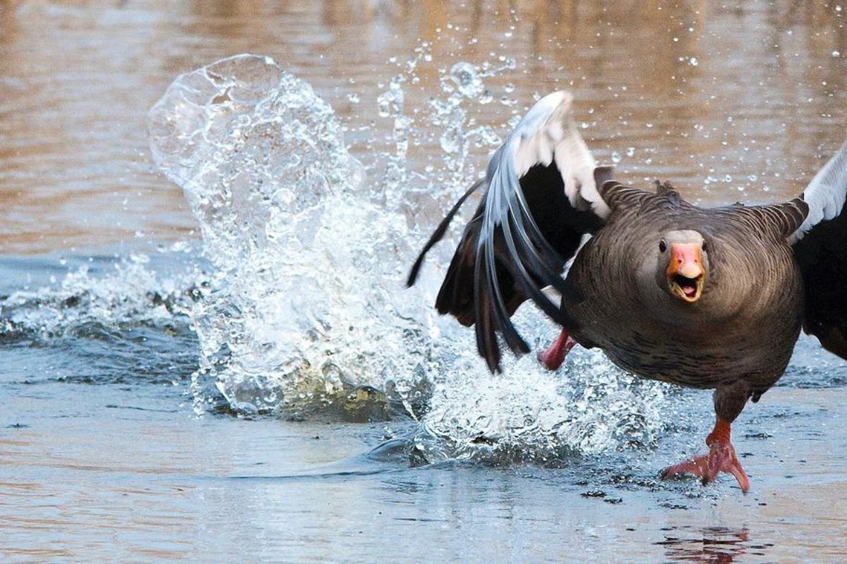 Im englischen Ullswater kommt es zu mysteriösen Angriffen auf Graugänse. Was steckt dahinter? Foto: Pixabay