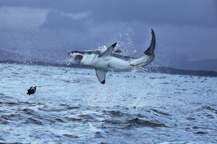Ein Weißer Hai katapultiert sich bei der Jagd aus dem Wasser. Manchmal wird er aber selbst zur Beute – und zwar von Orcas. Foto: Pixabay