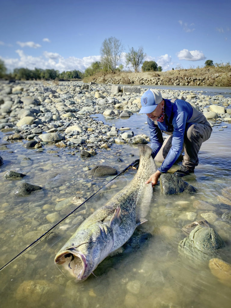 Was für ein riesiger Fisch! Welse von dieser Größe gibt es nicht nur in Italien, sondern auch bei uns. Foto: Paolo Pacchiarini