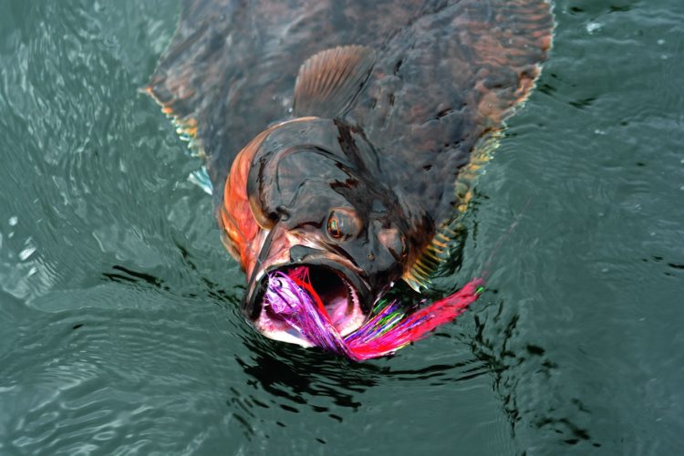 Von allen Plattfischen ist der Heilbutt mit Abstand der größte Vertreter. Foto: R. Korn