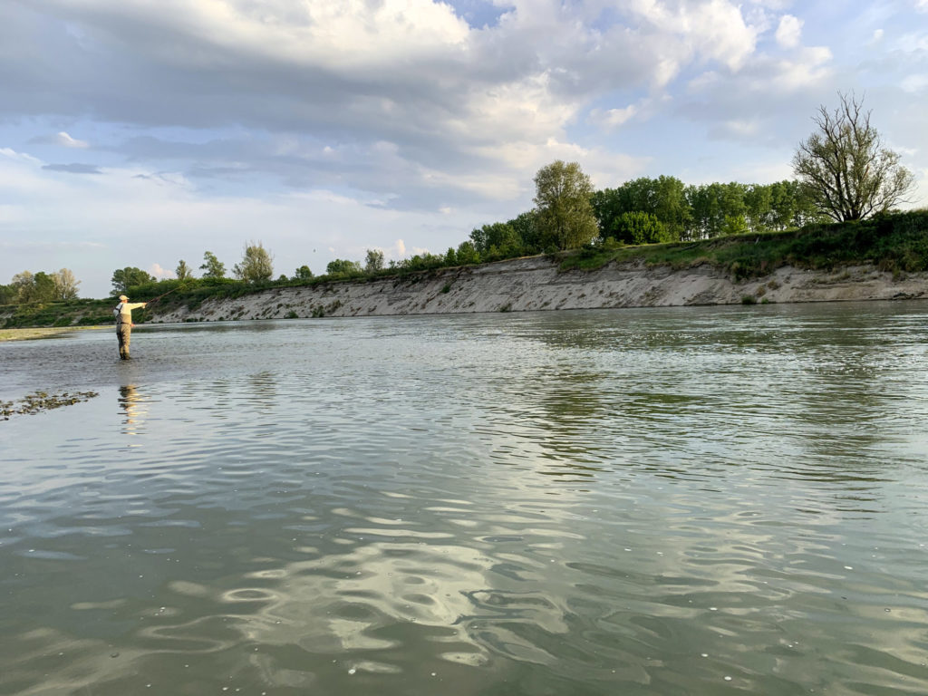 Hochwasser ist am zuverlässigsten. Der Futterfisch drückt sich ans Ufer, um dem Strom zu entgehen, und ist in geballter Form ein leichtes Ziel für raubende Welse. Richtig, Mehrzahl, denn sie jagen selten allein. Foto: Paolo Pacchiarini