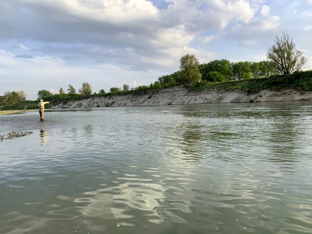 Hochwasser ist am zuverlässigsten. Der Futterfisch drückt sich ans Ufer, um dem Strom zu entgehen, und ist in geballter Form ein leichtes Ziel für raubende Welse. Richtig, Mehrzahl, denn sie jagen selten allein. Foto: Paolo Pacchiarini