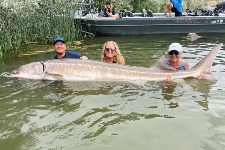 Der neue Rekordstör in Idaho stammt aus einem Stausee. Er wurde wieder zurückgesetzt. Foto: Idaho Department of Fish and Game