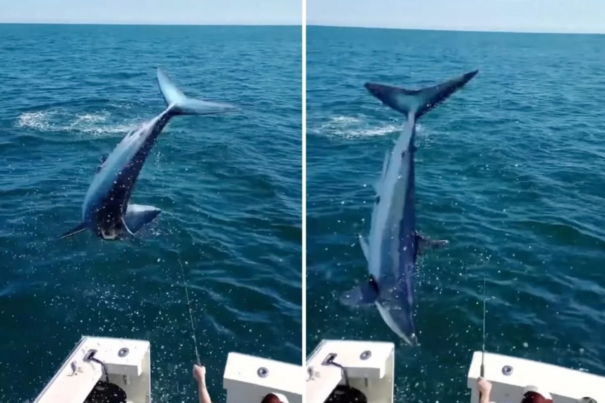 Als sie einen Makohai drillten, sprang der Fisch den Anglern ins Boot. Foto: Instagram