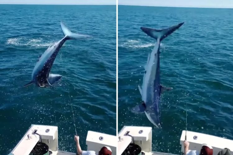 Als sie einen Makohai drillten, sprang der Fisch den Anglern ins Boot. Foto: Instagram