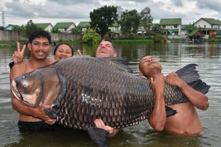 Schon lange wollte Oliver Jack einen Riesenkarpfen dieser Größe fangen – und mit 113 Kilo ist dieser Fisch sogar ein Weltrekord. Foto: Oliver Jack (via Instagram)