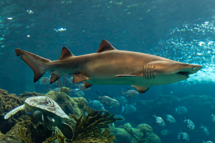 Die Stadt Sea Isle City fürchtet, dass Angler immer größere Haie an die Strände locken könnten – und hat das Haiangeln verboten. Foto: Flickr / Matthew Paulson