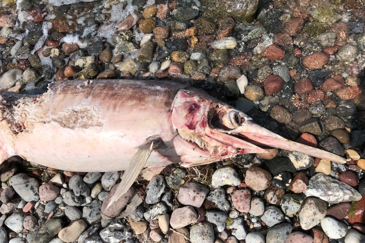 Toter Schwertfisch liegt auf Kiesgrund