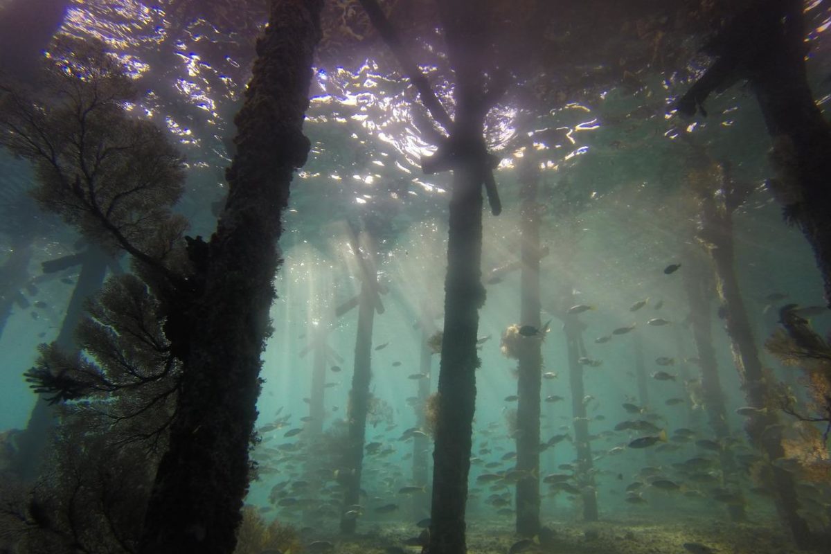 In Florida existieren mehr als 3.800 künstliche Riffe, diese bieten auch Anglern hervorragende Möglichkeiten.