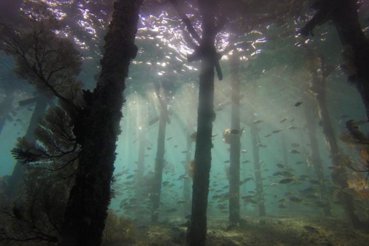 In Florida existieren mehr als 3.800 künstliche Riffe, diese bieten auch Anglern hervorragende Möglichkeiten.