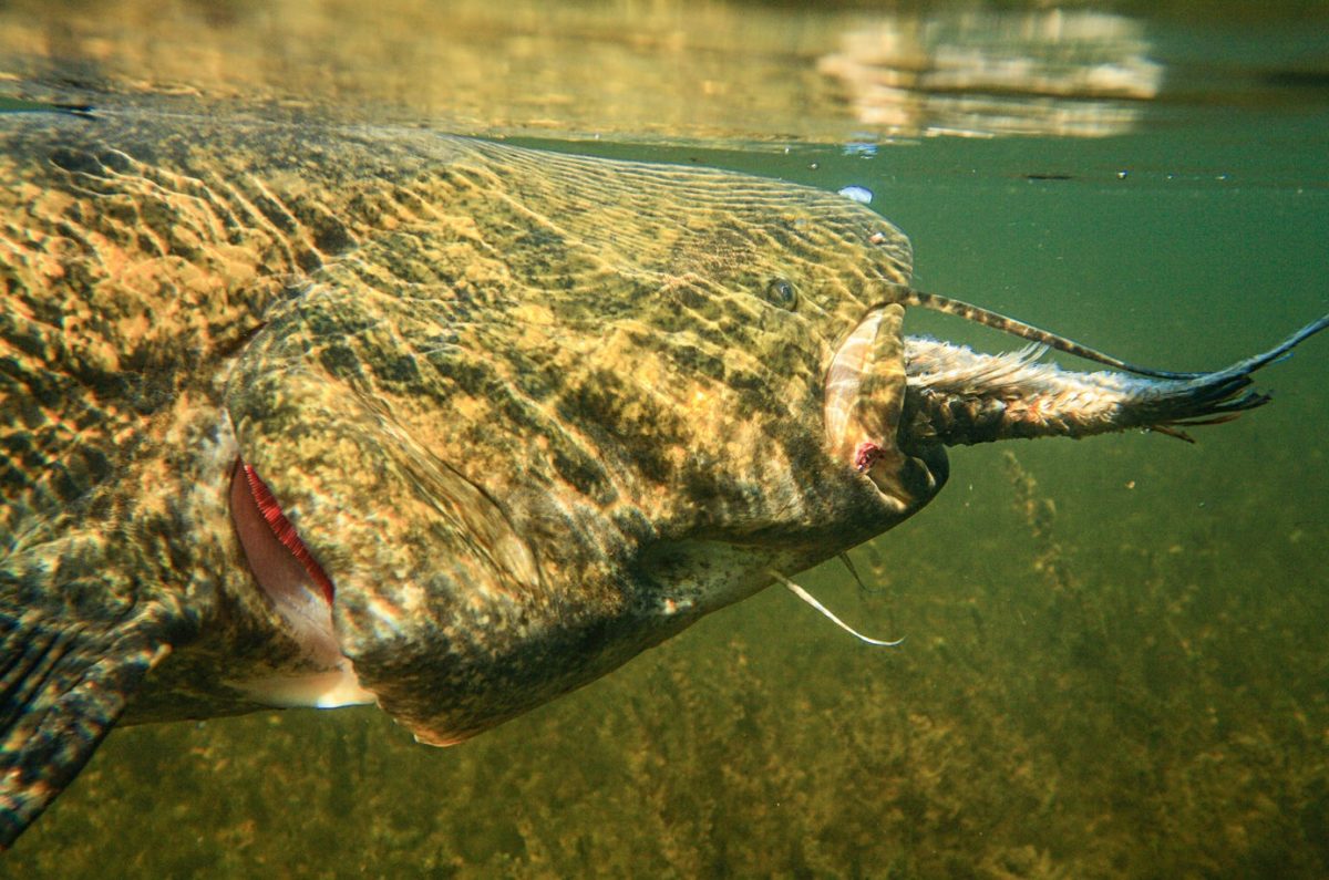 Das monster im see wie viel frisst ein wels blinker