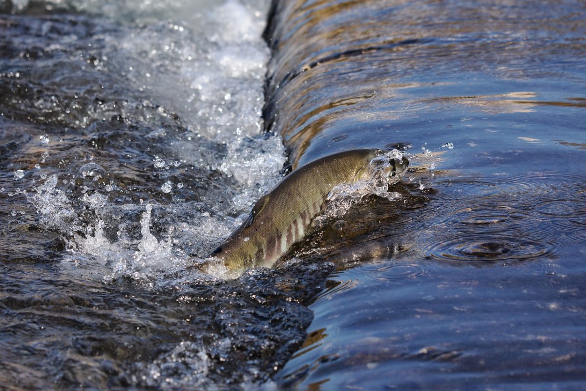 Für Wanderfische sind durchgängige Flüsse überlebenswichtig. Der Torne älv in Schweden soll ein solcher Fluss bleiben. (Symbolbild) Foto: Pixabay / Cock-Robin