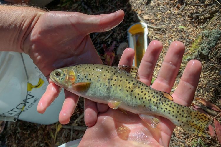 Durch Besatzmaßnahmen rettete die Behörde Colorado Parks and Wildlife die Greenback Cutthroat-Forelle vor dem Aussterben. Foto: CPW