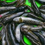 Grundeln sind in Deutschland wahre Massenfische und leben selten alleine. Wenn man sie erst einmal am Angelplatz hat, beißen sie zum Teil eimerweise. Foto: AngelWoche