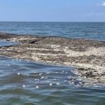 900.000 Menhaden wurden von Fischern über Bord geworfen. Sie sind so zahlreich, dass der Verlust als „unwichtig“ bezeichnet wurde. Foto: David Cresson / Louisiana Coastal Conservation Alliance